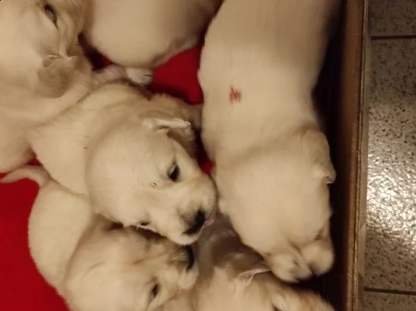 golden retriever con pedigree enci | Foto 1