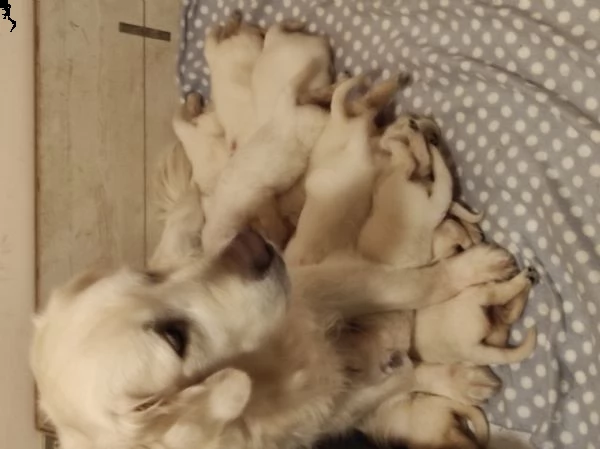 golden retriever con pedigree enci | Foto 0