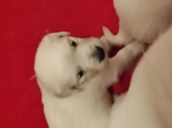 golden retriever con pedigree enci