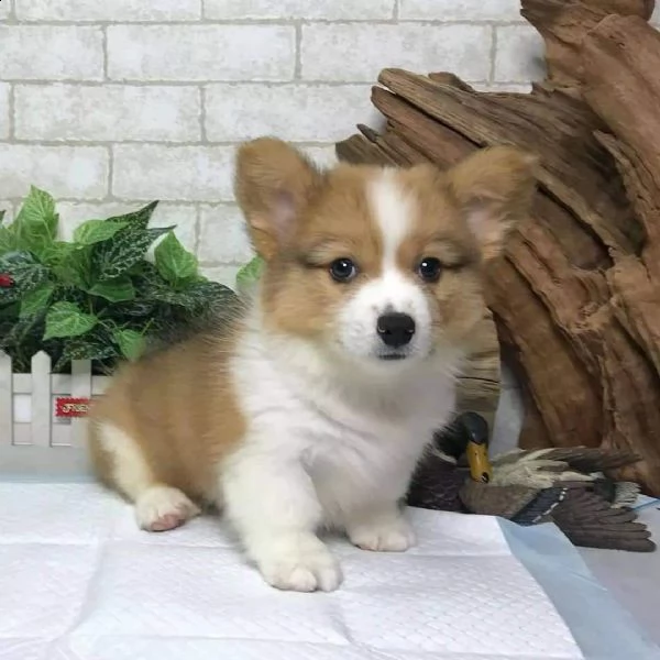 dolcissimi cuccioli di corgi in vendita per natale