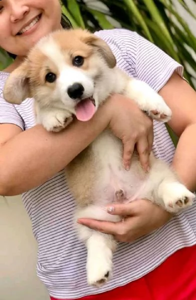 disponibili cuccioli di corgi belli e sani