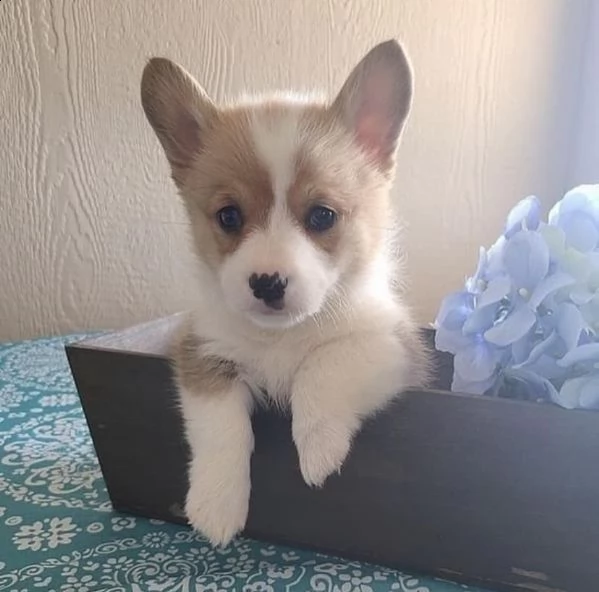 fantastici cuccioli di corgi per natale