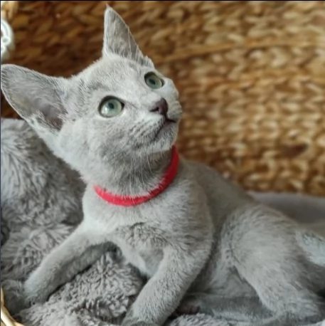 cucciolo maschio e femmina blu di russia