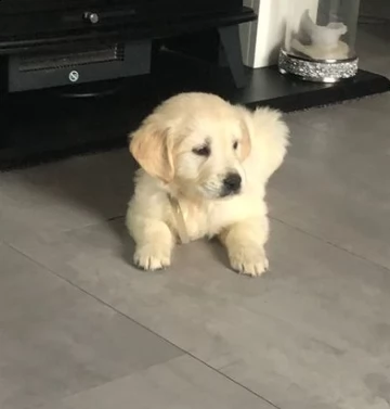 cuccioli di golden retriever in adozione