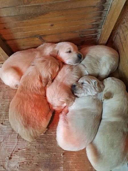 golden cuccioli entrambi genitori rx anche gomiti ao | Foto 1