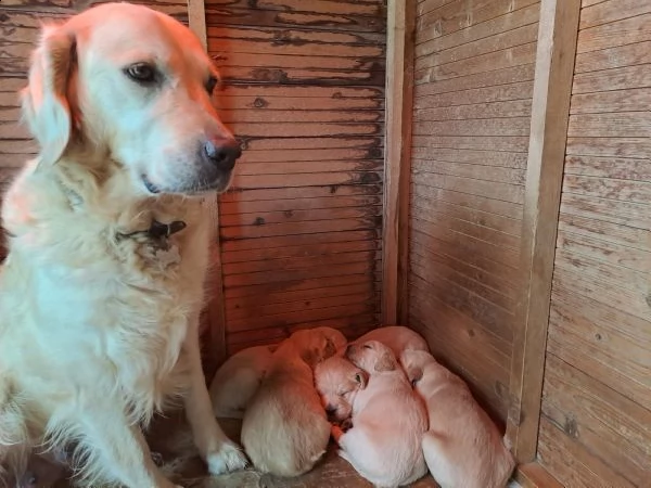 golden cuccioli entrambi genitori rx anche gomiti ao