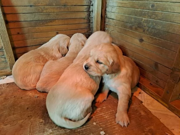 golden cuccioli entrambi genitori rx anche gomiti ao | Foto 0