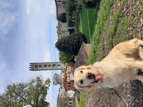 golden retriever maschio adulto con pedigree rx perfettte