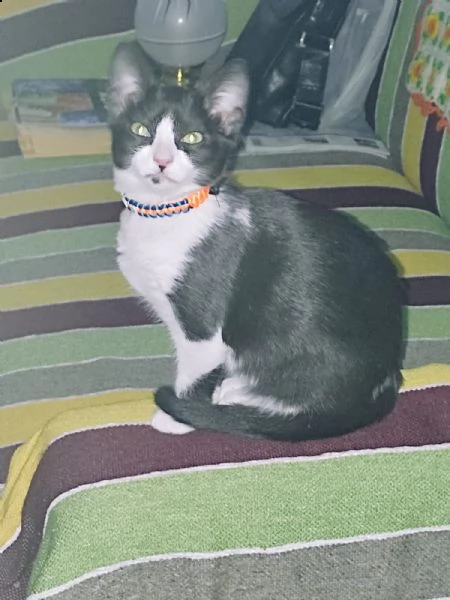 regalo gattina piccola,perche ho alți 4 in casa | Foto 1