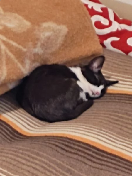 regalo gattina piccola,perche ho alți 4 in casa