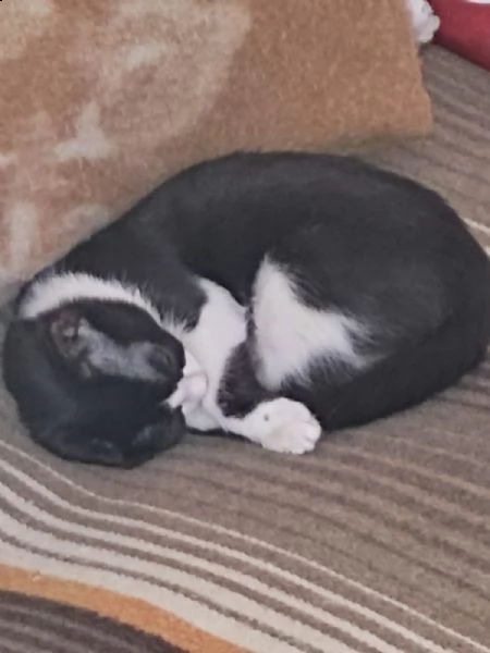 regalo gattina piccola,perche ho alți 4 in casa | Foto 0
