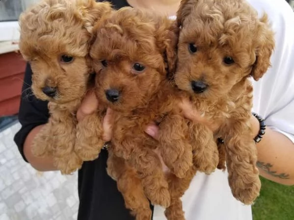 cuccioli di barboncino pronti per partire