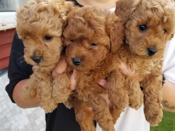 cuccioli di barboncino pronti per partire | Foto 1