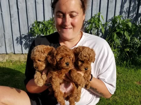 cuccioli di barboncino pronti per partire | Foto 0