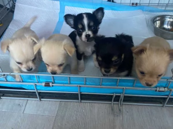 Cuccioli Chihuahua 