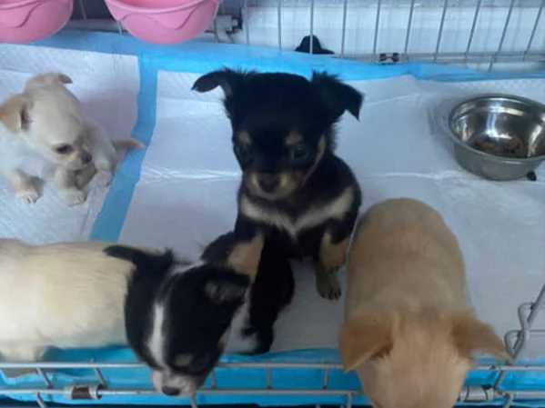 Cuccioli Chihuahua  | Foto 1