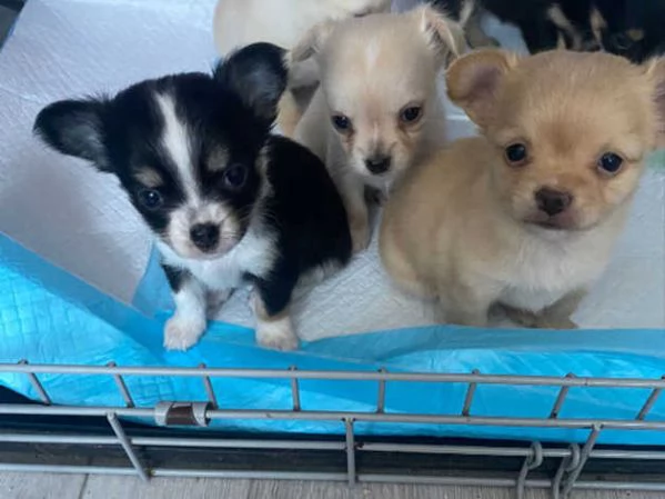 Cuccioli Chihuahua  | Foto 0