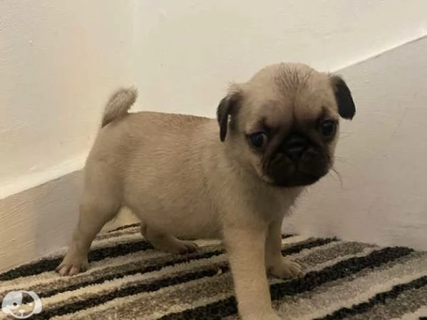 Cuccioli di Carlino | Foto 2