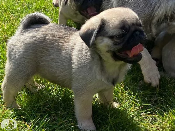 Cuccioli di Carlino | Foto 1