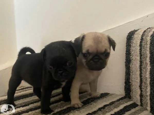 Cuccioli di Carlino