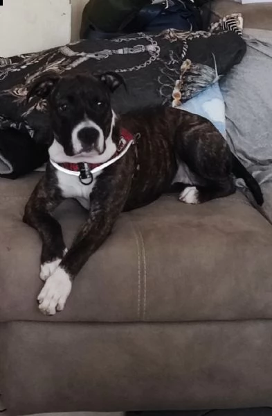 amstaff staffordshire 
