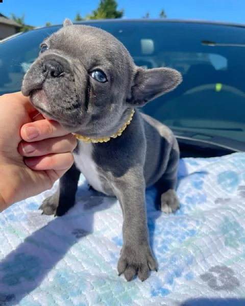 cuccioli di bulldog francese in adozione | Foto 0