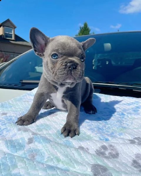 cuccioli di bulldog francese in adozione