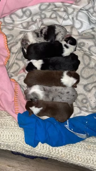 cuccioli  australian shepherd 