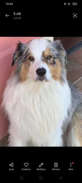 cuccioli  australian shepherd  | Foto 0
