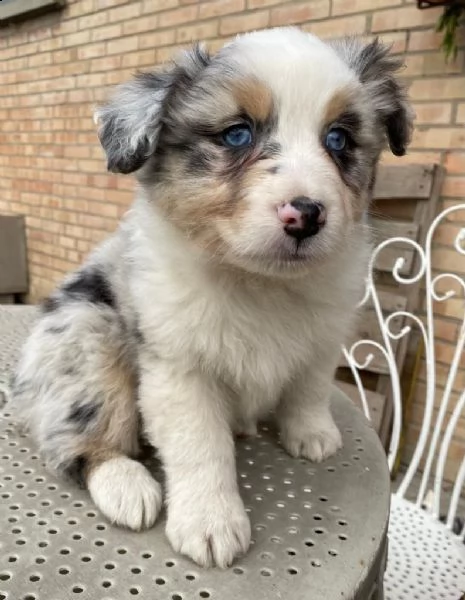 cucciolo australian shepherd 