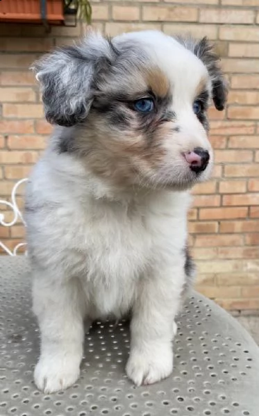 cucciolo australian shepherd  | Foto 1