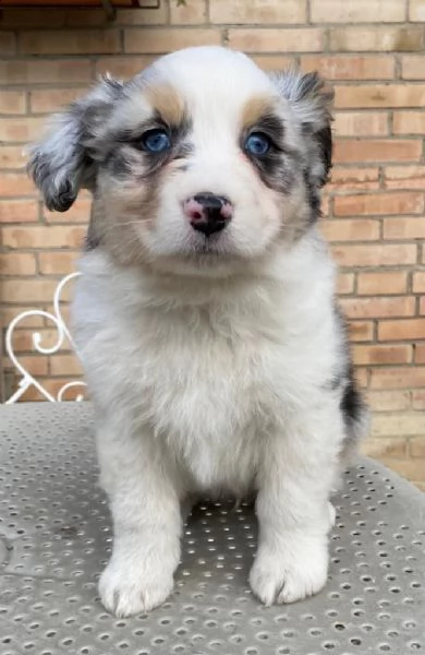cucciolo australian shepherd  | Foto 0