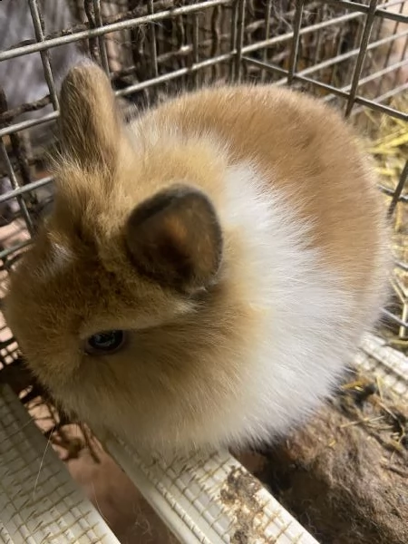 cuccioli di coniglio nano | Foto 1