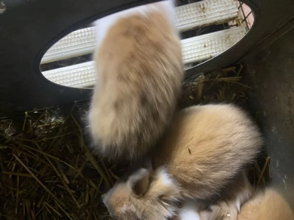 cuccioli di coniglio nano | Foto 0