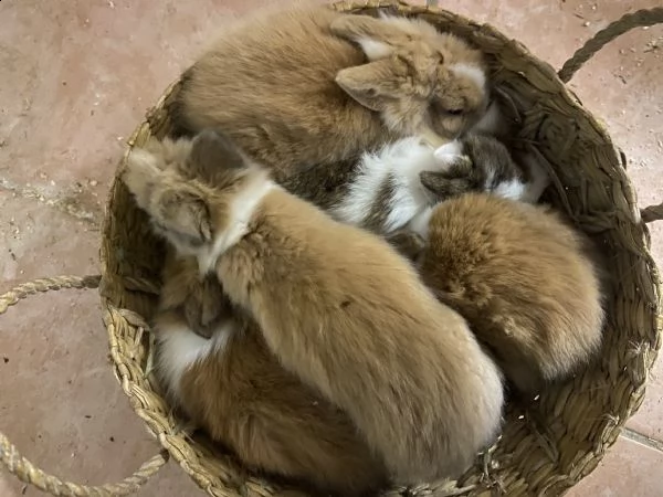 cuccioli di coniglio nano
