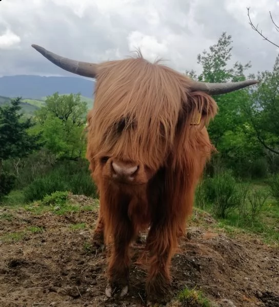 vendita mucche e vitelli highland | Foto 2
