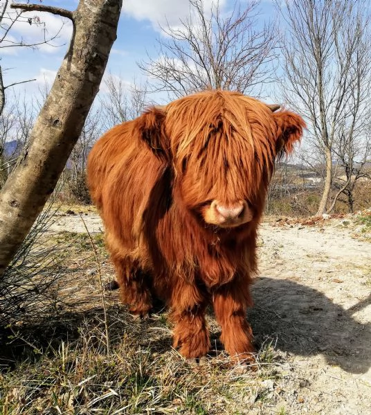 vendita mucche e vitelli highland | Foto 1