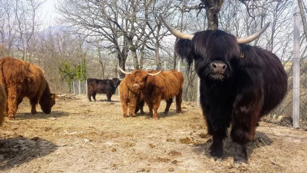 vendita mucche e vitelli highland | Foto 0