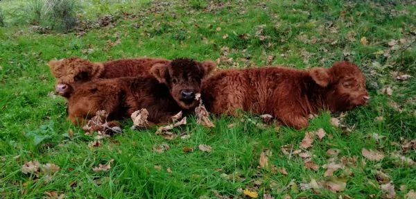 vendita mucche e vitelli highland