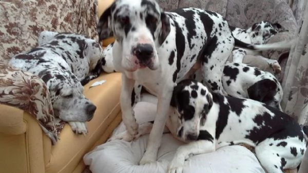 regalo adorabili cuccioli alano femminucce e maschietti disponibili