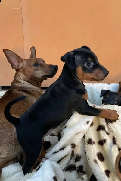 cuccioli di pinscher nano di razza pura | Foto 3