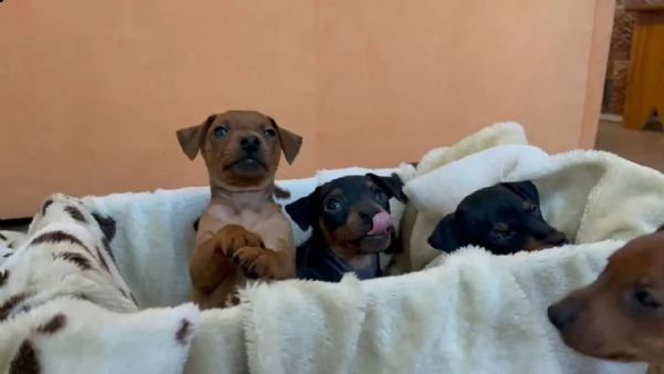 cuccioli di pinscher nano di razza pura | Foto 2