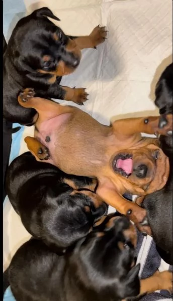 cuccioli di pinscher nano di razza pura | Foto 0