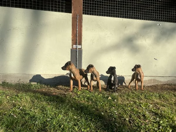 cuccioli american pitbull terrier in standard adba