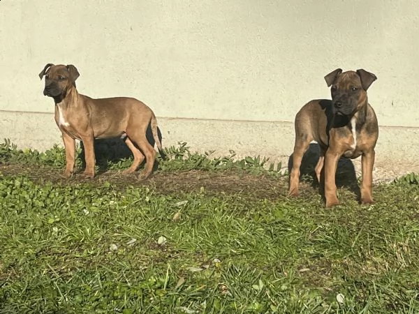 cuccioli american pitbull terrier in standard adba | Foto 1