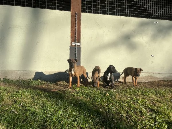 cuccioli american pitbull terrier in standard adba | Foto 0