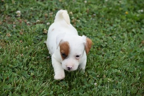 regalo cuccioli di razza pura jack russel 