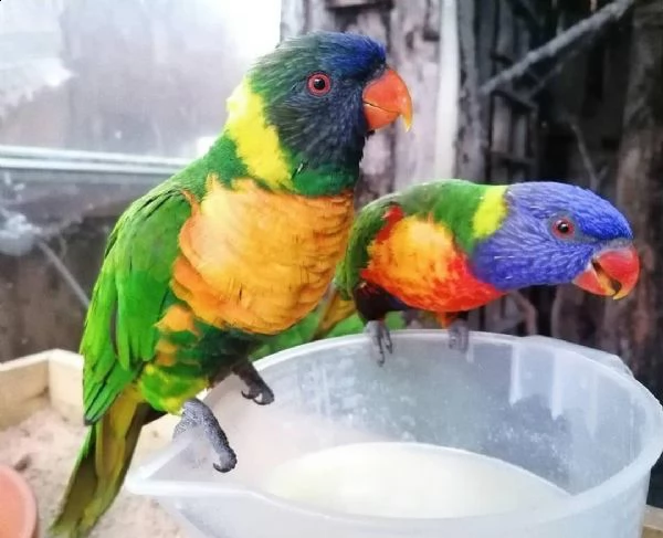 pappagallo lorichetti arcobaleno maschio e femmina 3 mesi affettuoso e affettuoso molto docile r