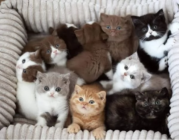 bellissimi gattini pronti per le case