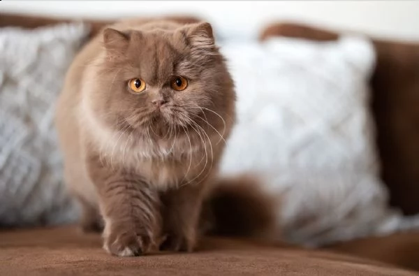 bellissimi gattini pronti per le case | Foto 6